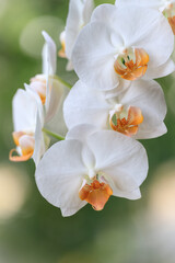 Fototapeta na wymiar White creme blooming flower orchid of the genus phalaenopsis variety Darwin