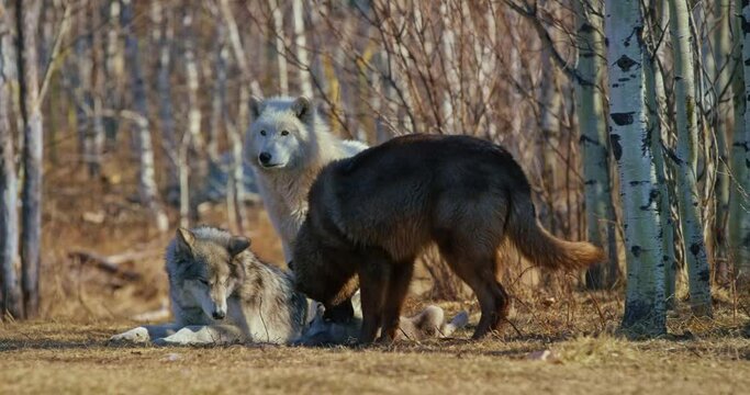 Adults wolves play with pup in Banff National Park, close up