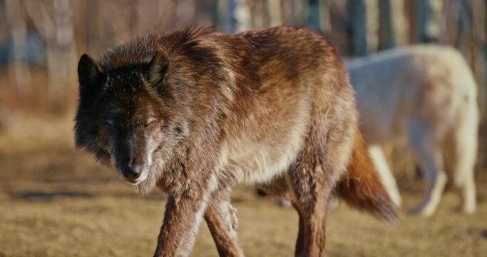 Close up, brown wolf in Banff National Park