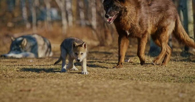 Pup plays with brown wolf, close up