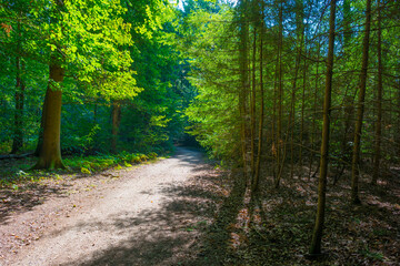 Obraz premium Beauty in nature as trees rise in the shadow of a forest in bright sunlight in autumn, Voeren, Limburg, Belgium, September 11, 2020