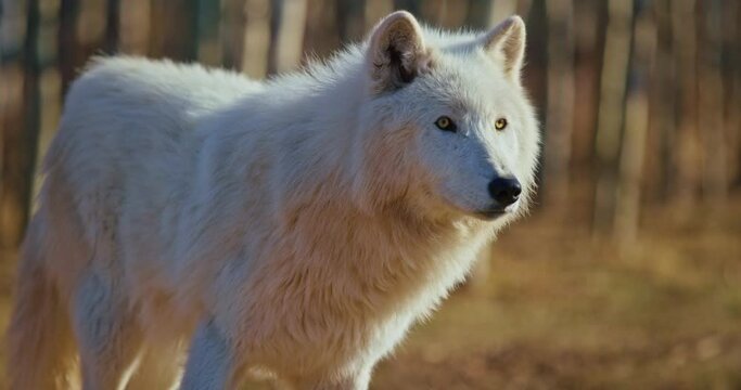 White wolf in Banff National Park, close up