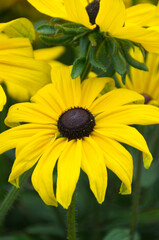 Black-Eyed Susans in a Garden