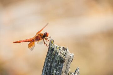 Brown dragonfly close-up