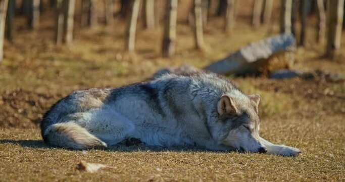 Close Up, Sleeping Wolf In Banff National Park