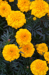 Marigolds in a Garden
