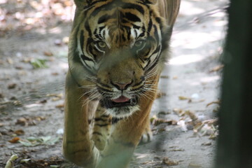 Obraz premium Tigres de sumatra