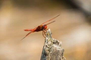 Brown dragonfly close-up