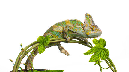 Colourful Yemeni cone-head chameleon (veiled chameleon) on a white background isolated