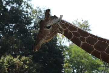 Girafes en plein dejeuner