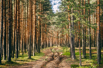 Summer sunny pines forest