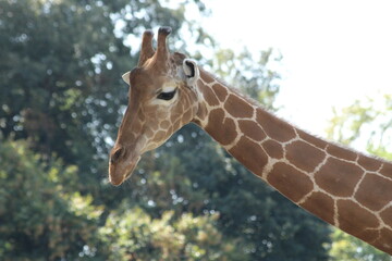 Girafes en plein dejeuner