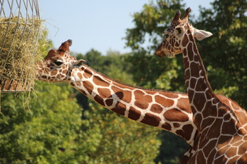 Girafes en plein dejeuner