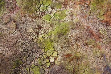 Tundra, South Georgia Island, Antarctica