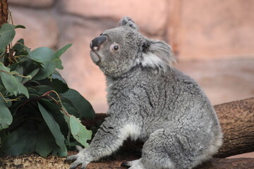 Koala