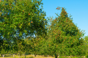 Apples growing in apple trees in an orchard in bright sunlight in autumn, Voeren, Limburg, Belgium, September 10, 2020