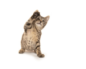 Cute tabby kitten playing on white