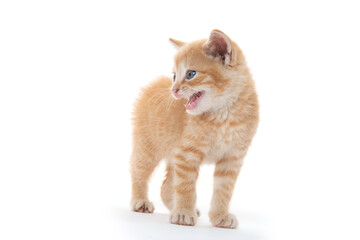 Obraz premium Cute yellow tabby kitten on white