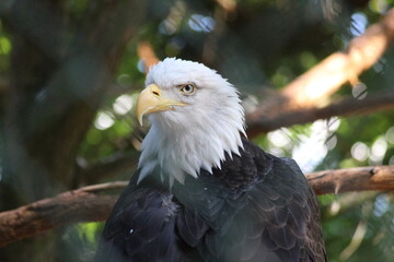 Fototapeta premium Rapaces
