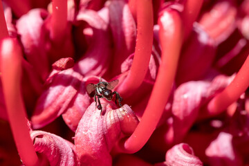 Australian native bee collecting pollen and nectar in a N.S.W Waratah Flower