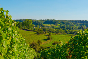 Obraz premium Vines with grapes growing in a vineyard in bright sunlight in autumn, Voeren, Limburg, Belgium, September 10, 2020