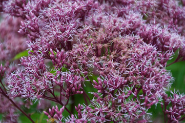 Pink Flowers in Bloom