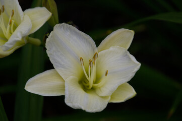 Obraz na płótnie Canvas White Lily
