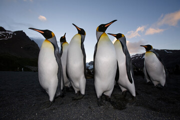 King Penguins, South Georgia Island, Antarctica