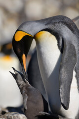 Naklejka premium King Penguin and Young Chick, South Georgia Island, Antarctica