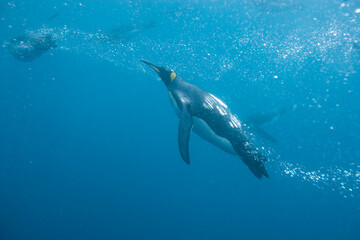 Obraz premium King Penguins Underwater, South Georgia Island, Antarctica