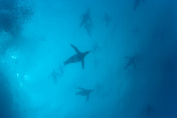Obraz premium King Penguins Underwater, South Georgia Island, Antarctica