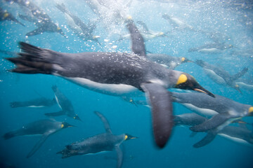 King Penguins Underwater, South Georgia Island, Antarctica