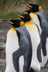 King Penguins, South Georgia Island, Antarctica
