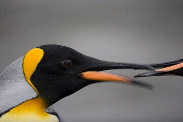 King Penguins, South Georgia Island, Antarctica