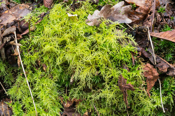 One of the plants in the genus Polyscias of which there are around 116 species.  