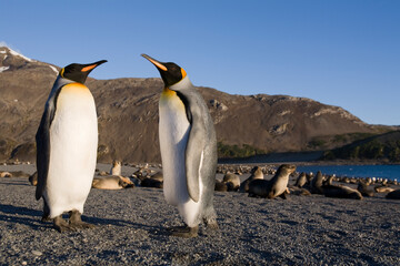 Fototapeta premium King Penguins, South Georgia Island, Antarctica