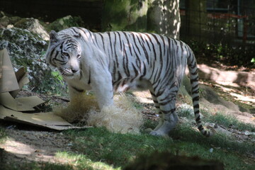 Tigres blanc
