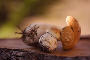 mushrooms on the wooden table with natural light