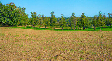 Pears growing in pear trees in an orchard in bright sunlight in autumn, Voeren, Limburg, Belgium, September 11, 2020