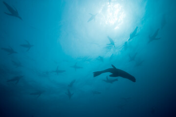 Antarctic Fur Seal and King Penguins Underwater, South Georgia Island, Antarctica