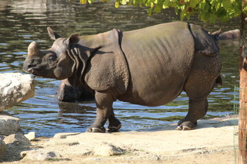 Rhinocéros 