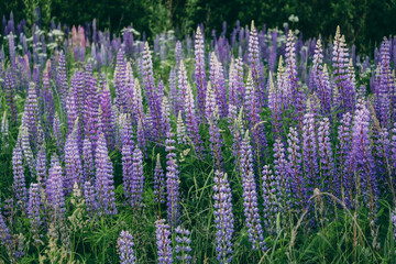 A lot of lupins