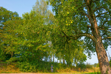 Pears growing in pear trees in an orchard in bright sunlight in autumn, Voeren, Limburg, Belgium, September 11, 2020