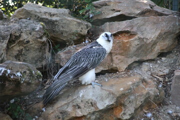 Fototapeta premium red tailed hawk