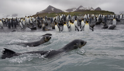 Antarctic Fur Seals and King Penguins, South Georgia Island, Antarctica