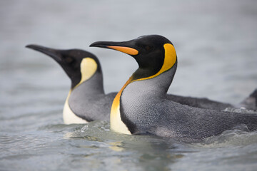 Naklejka na ściany i meble King Penguins, South Georgia Island, Antarctica