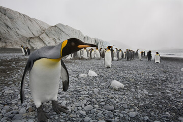 King Penguin and Glacier, South Georgia Island, Antarctica