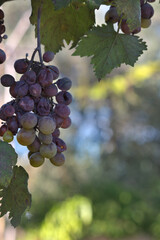 Fototapeta premium Closeup of a bunch of grape with copy space
