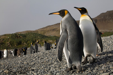 Obraz premium King Penguins, South Georgia Island, Antarctica