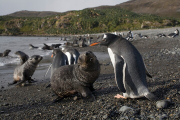 Gentoo Penguin and Fur Seal, South Georgia Island, Antarctica